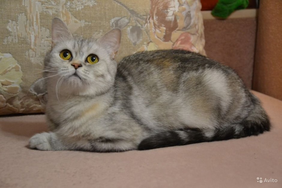 Шотландский скоттиш страйт Черепаший