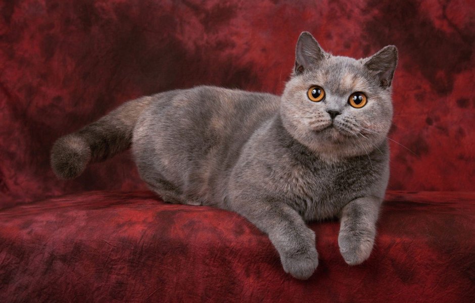 Шотландская кошка прямоухая мраморная черепаховая