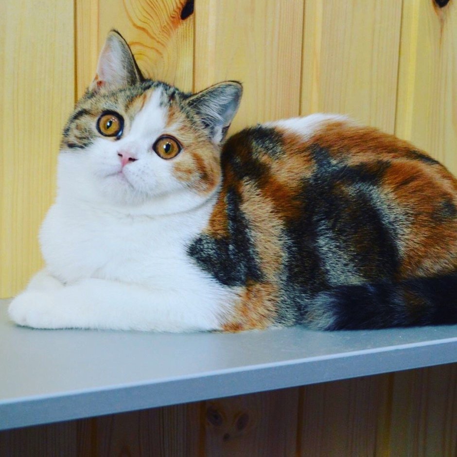 Мраморный Мэнкс табби