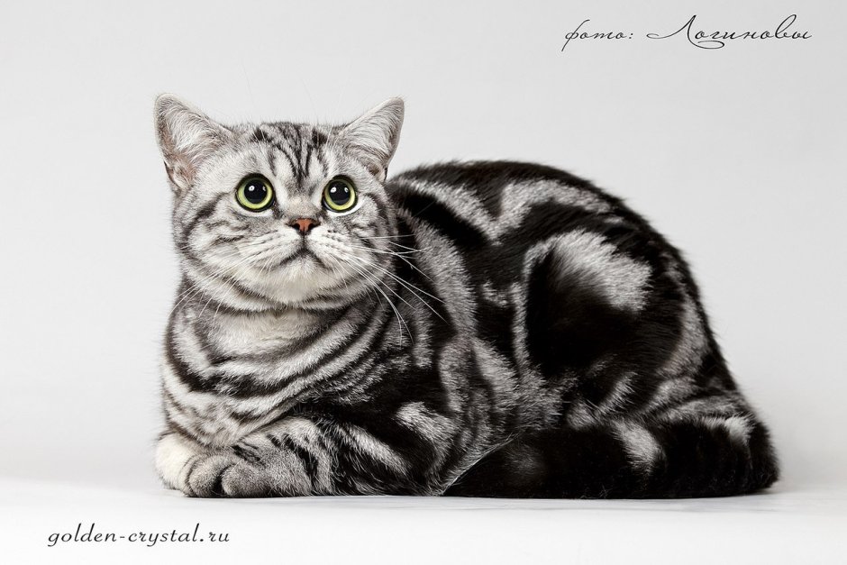 Скоттиш страйт черный котенок