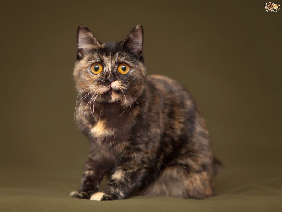 Кот прямоухие Шотландская мраморная