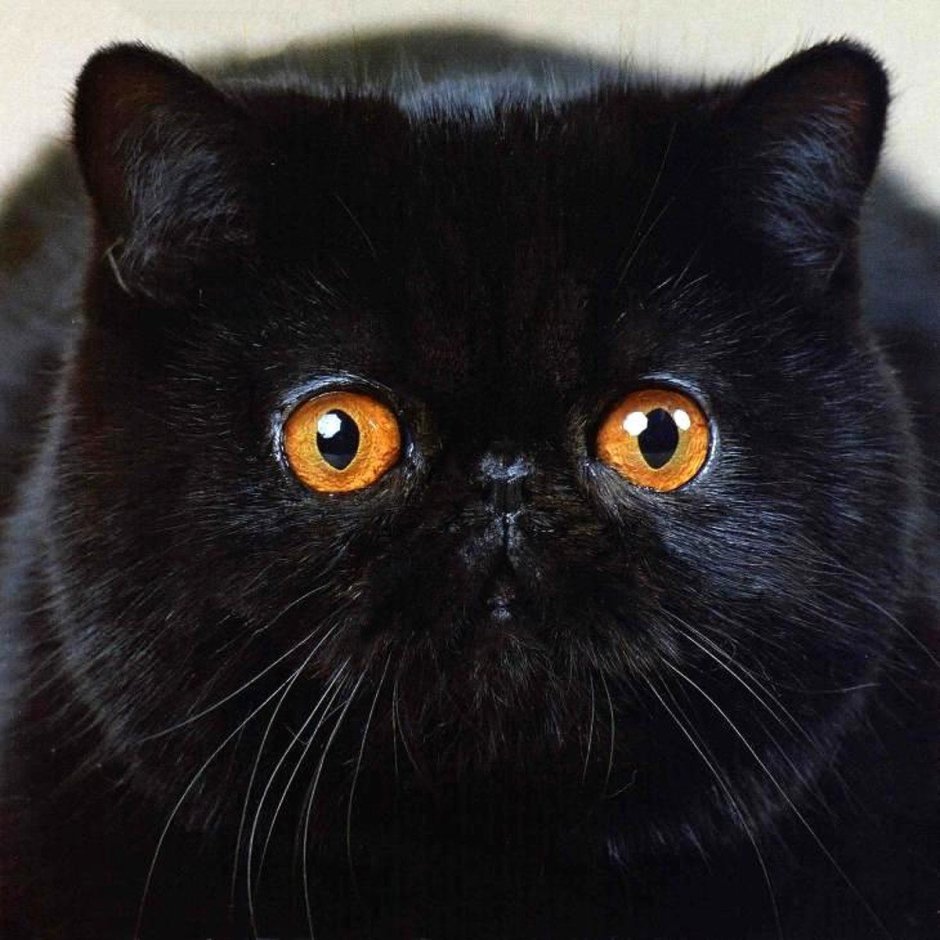 Черный котенок экзот