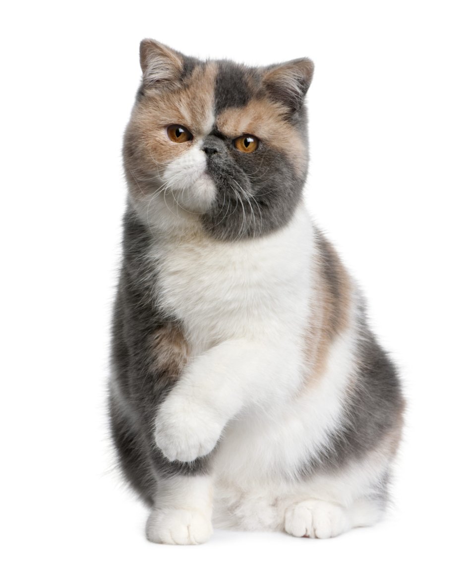 Экзот кошка