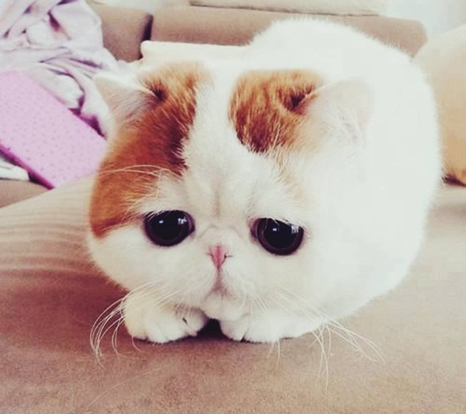 Кошка с грустными глазами