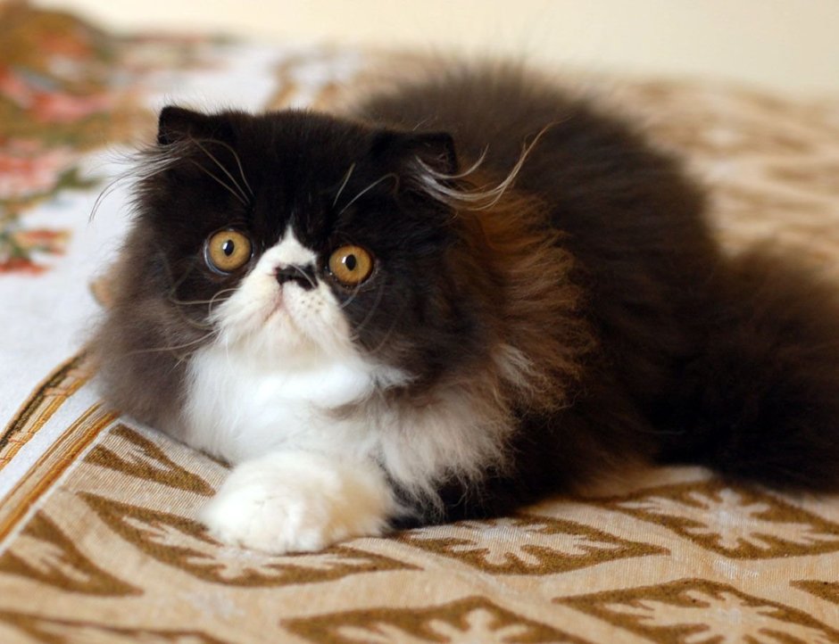 Персидский кот экзот