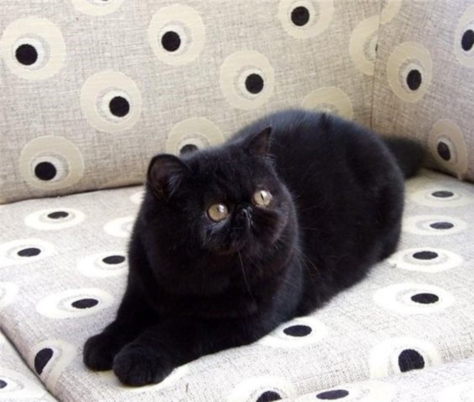 Кошка экзот черная