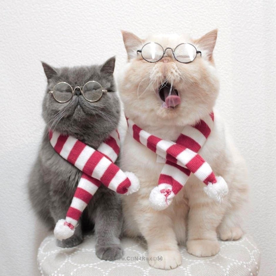 Парные котики