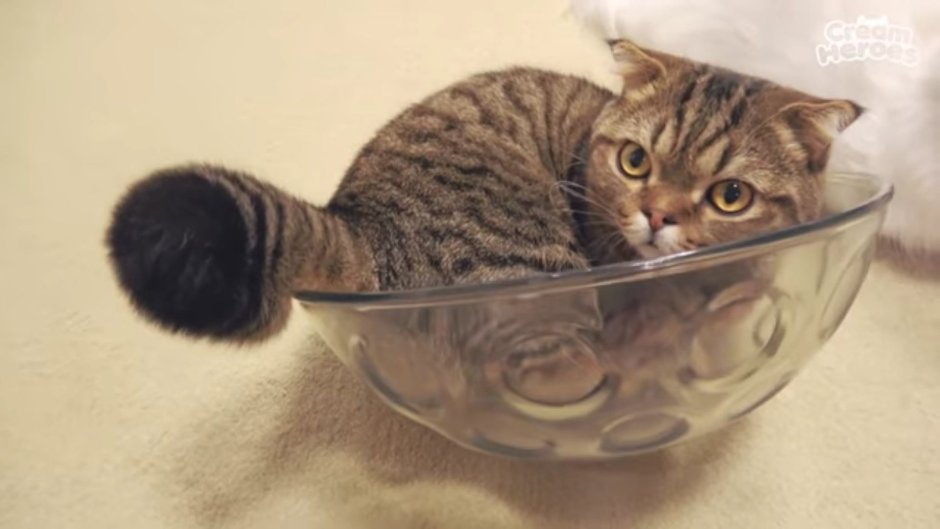 Корейский котик Лулу