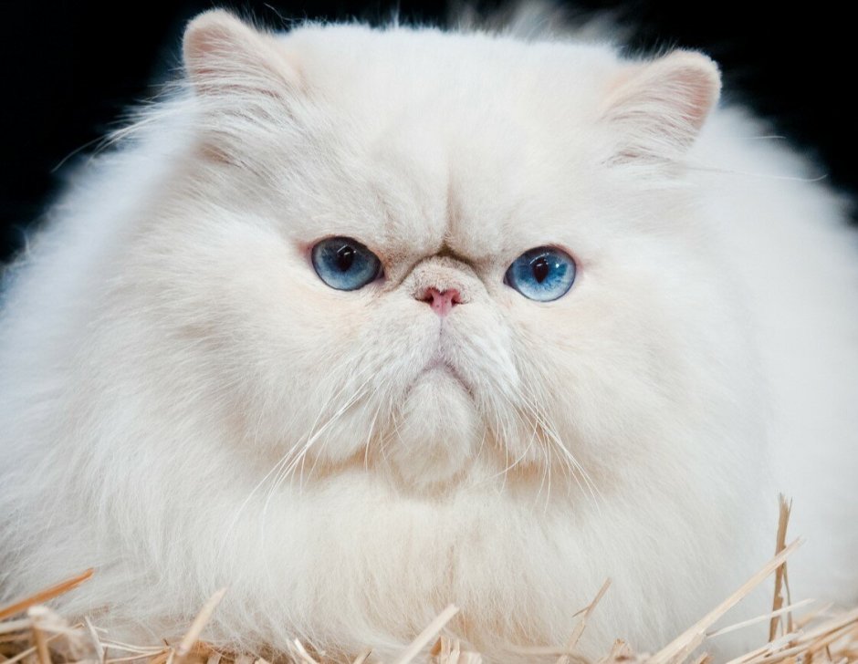 Оригинальные персидские кошки