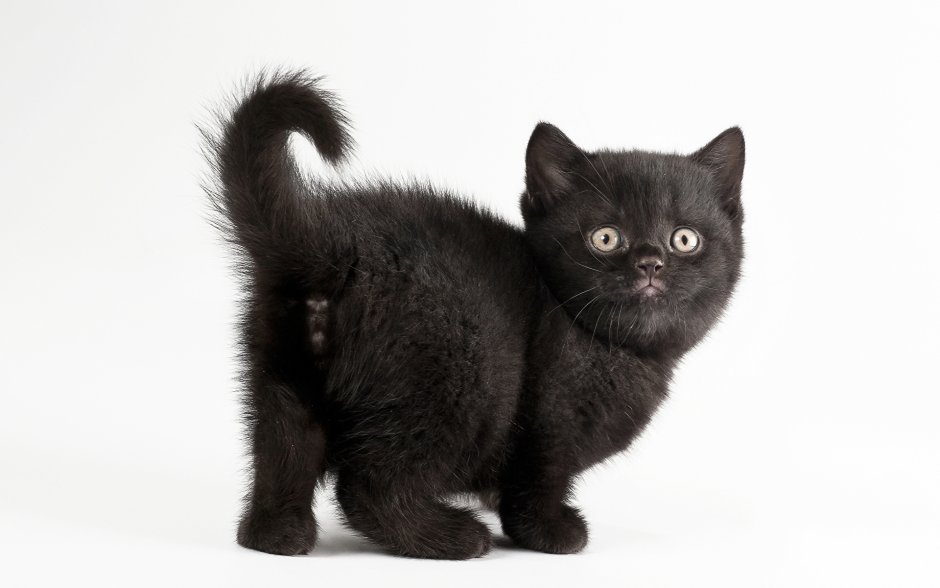 Черный котенок