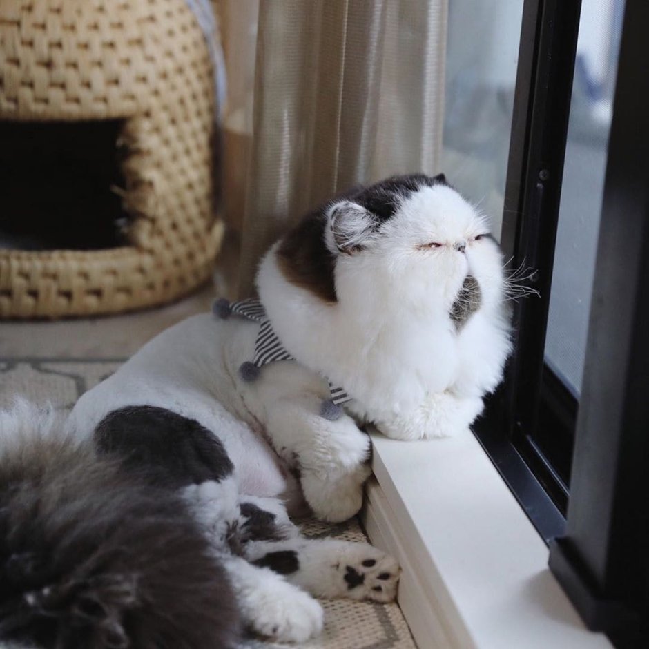 Кот экзот зуу