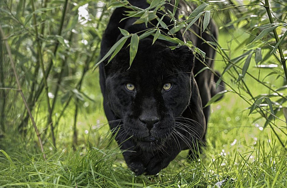 Черная пантера Nat geo Wild
