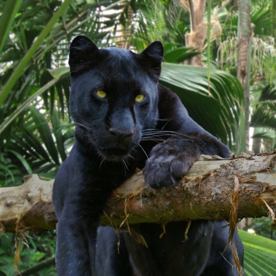 Кошка черная с белым