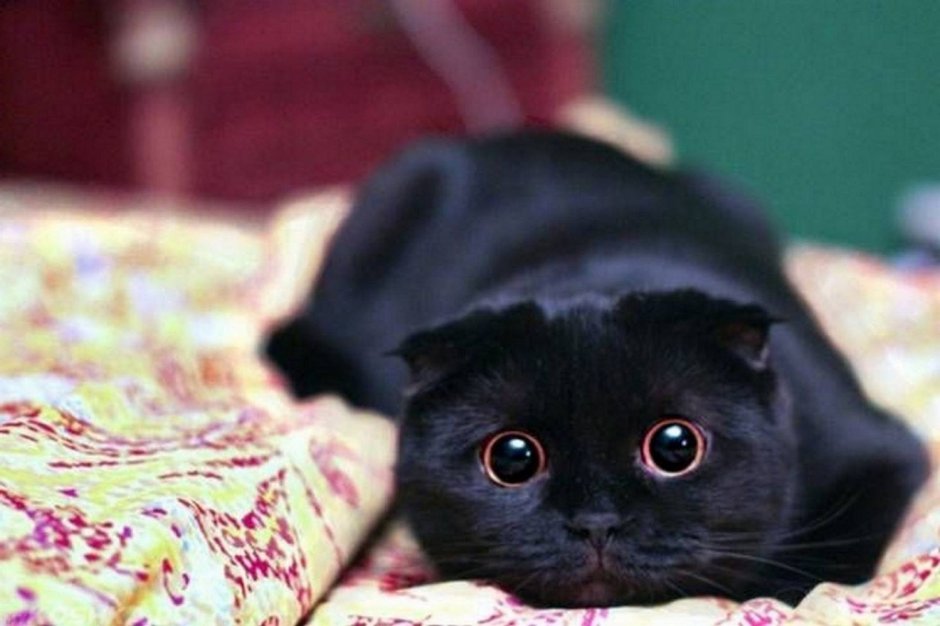 Чёрный кот