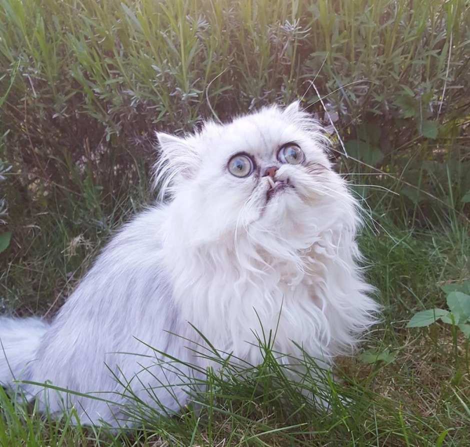 Кот Персидская шиншилла Вилфред