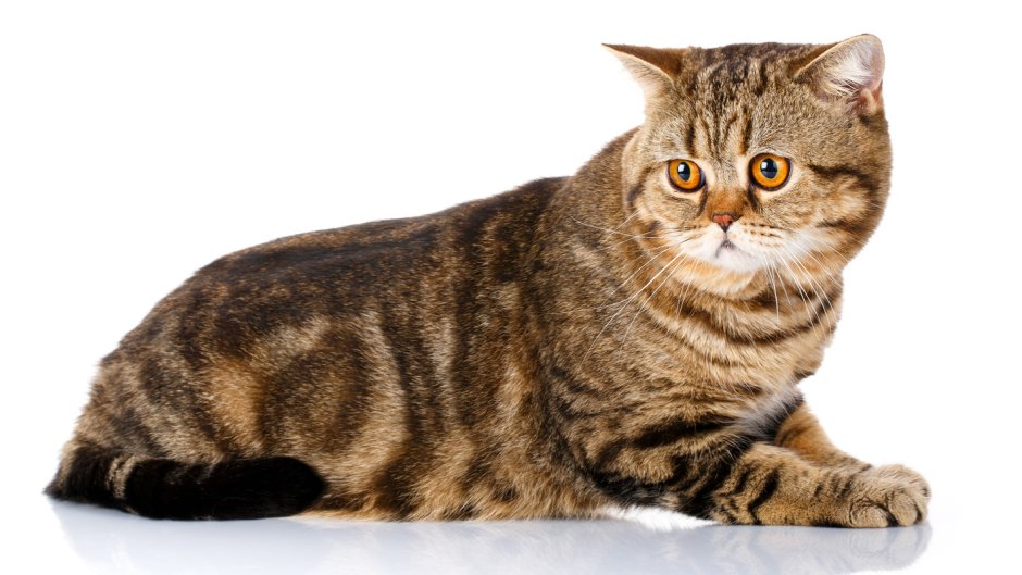 Шотландская кошка страйт