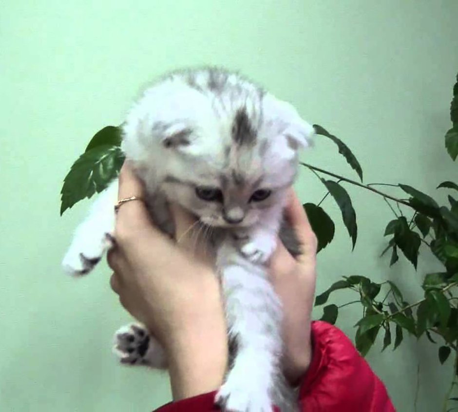Котята породы флэппиг
