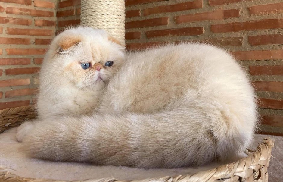 Foldex Cat
