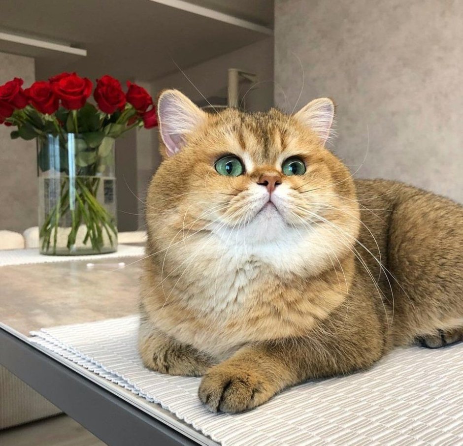 Кошка с большими щеками
