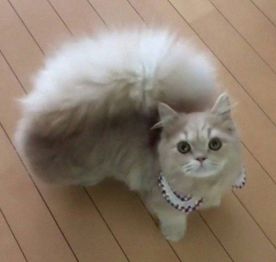 Кошка Белль
