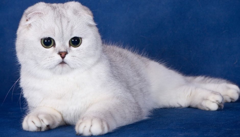 Британские вислоухие котята
