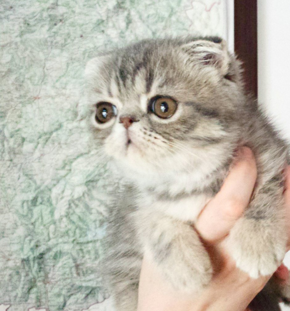 Кошки экзоты вислоухие