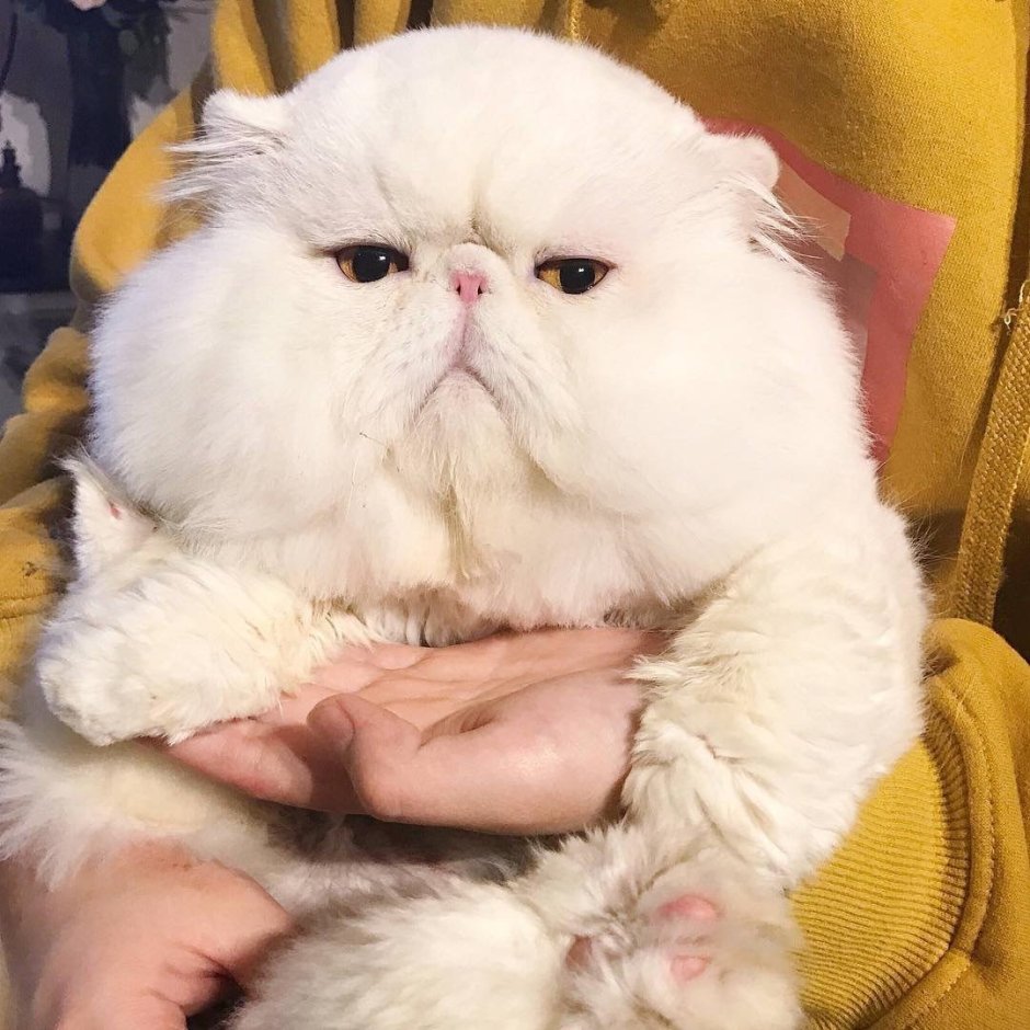 Кот с толстыми щеками