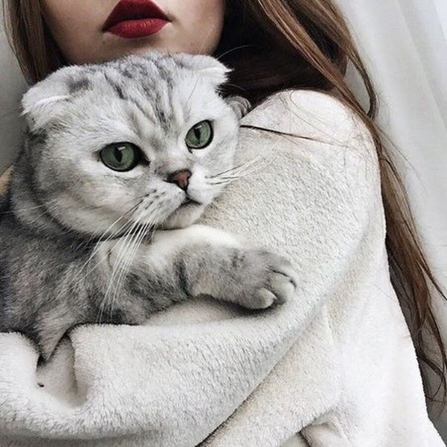 Девушка с британским котом