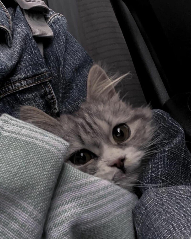 Красивая девушка с кошкой