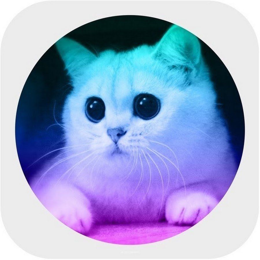 Кот с сердечками над головой