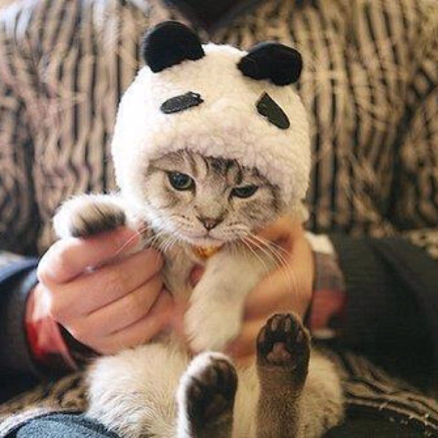 Котики с сердечками