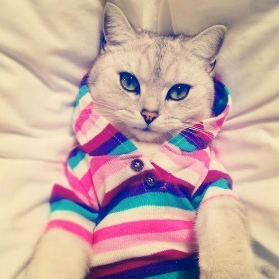 Котик с голубыимы глаза