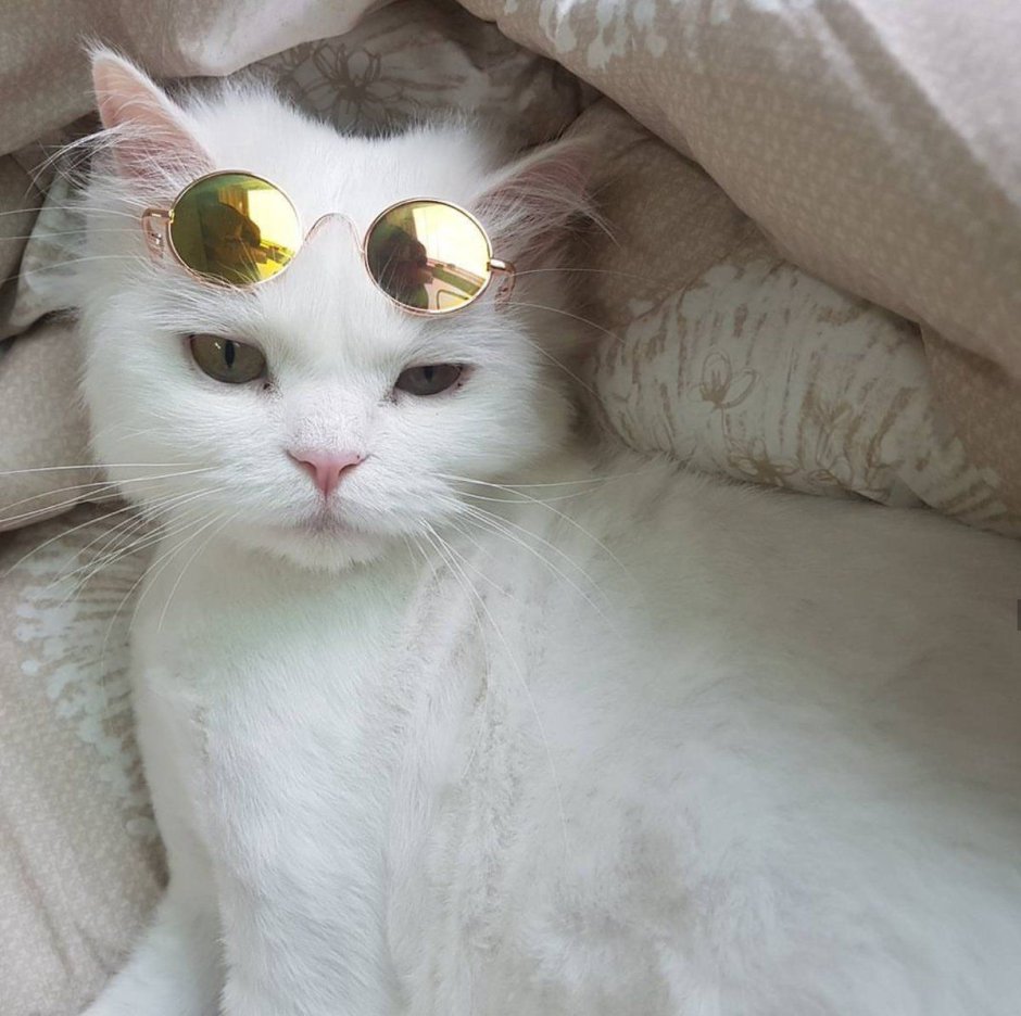 Милый котик