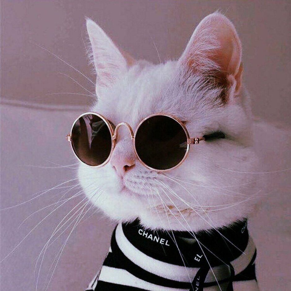 Кот в очках
