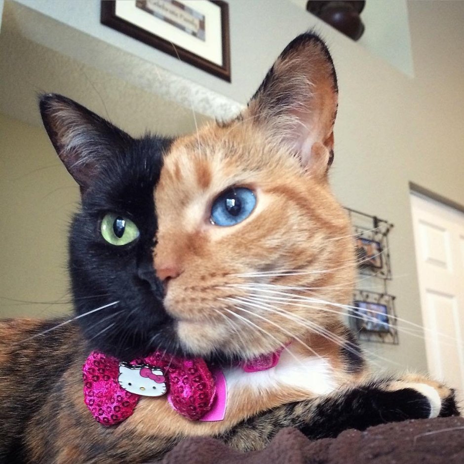 Кошка с короной на голове