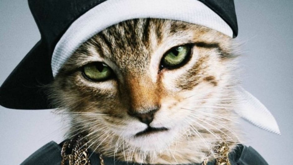 Котик с бантиком