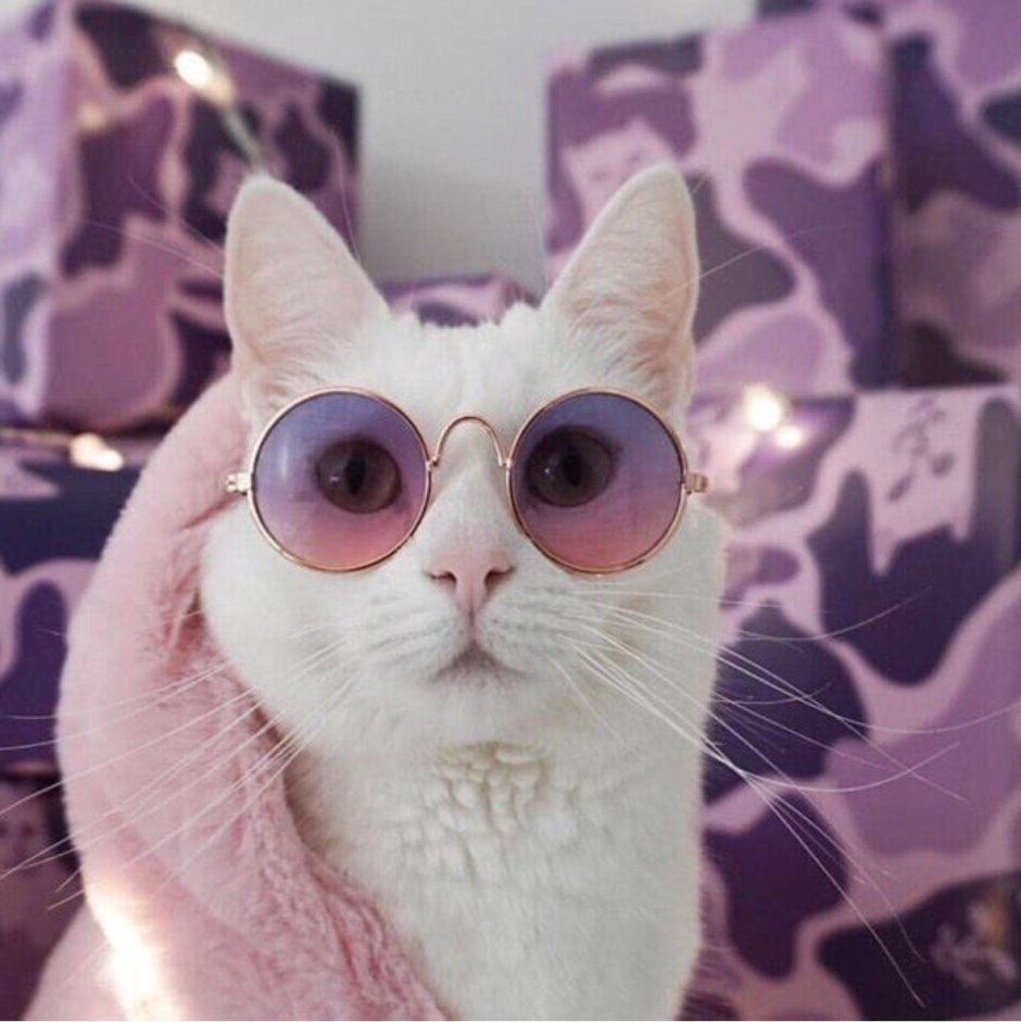 Кот в очках