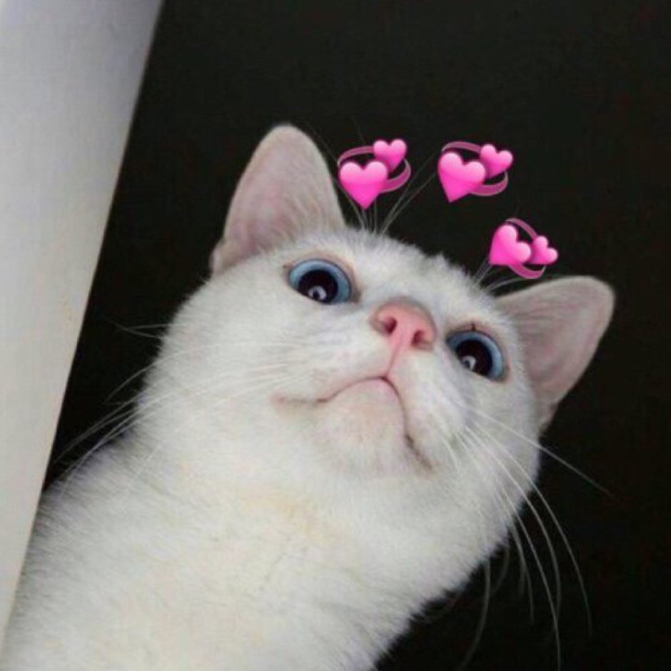 Крутые кошки на аву