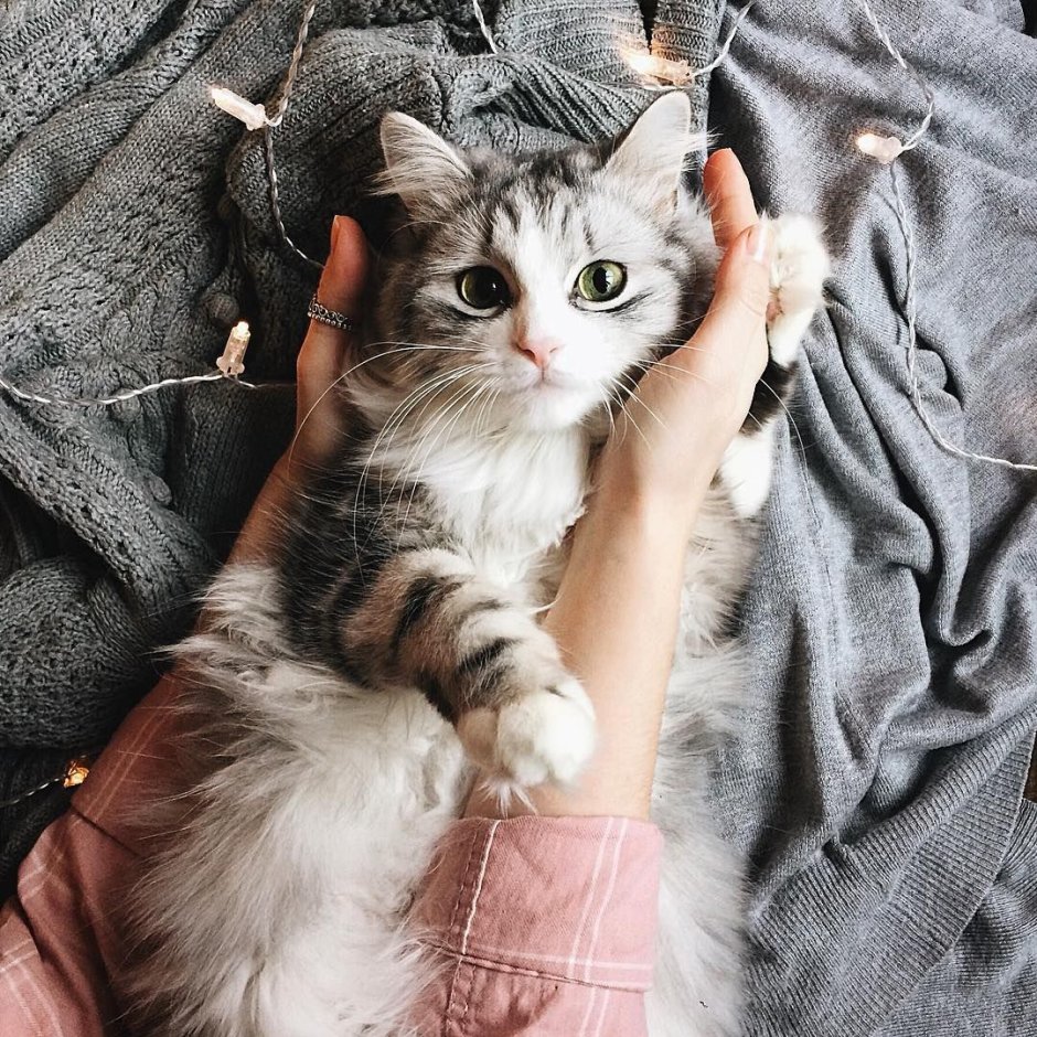 Милый котик с сердечками