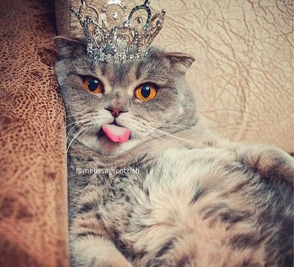 Эстетика кошек