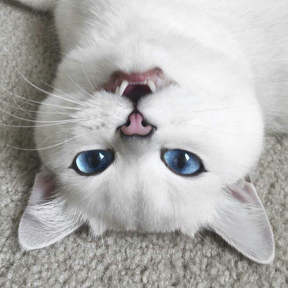 Котенок с красивыми глазами