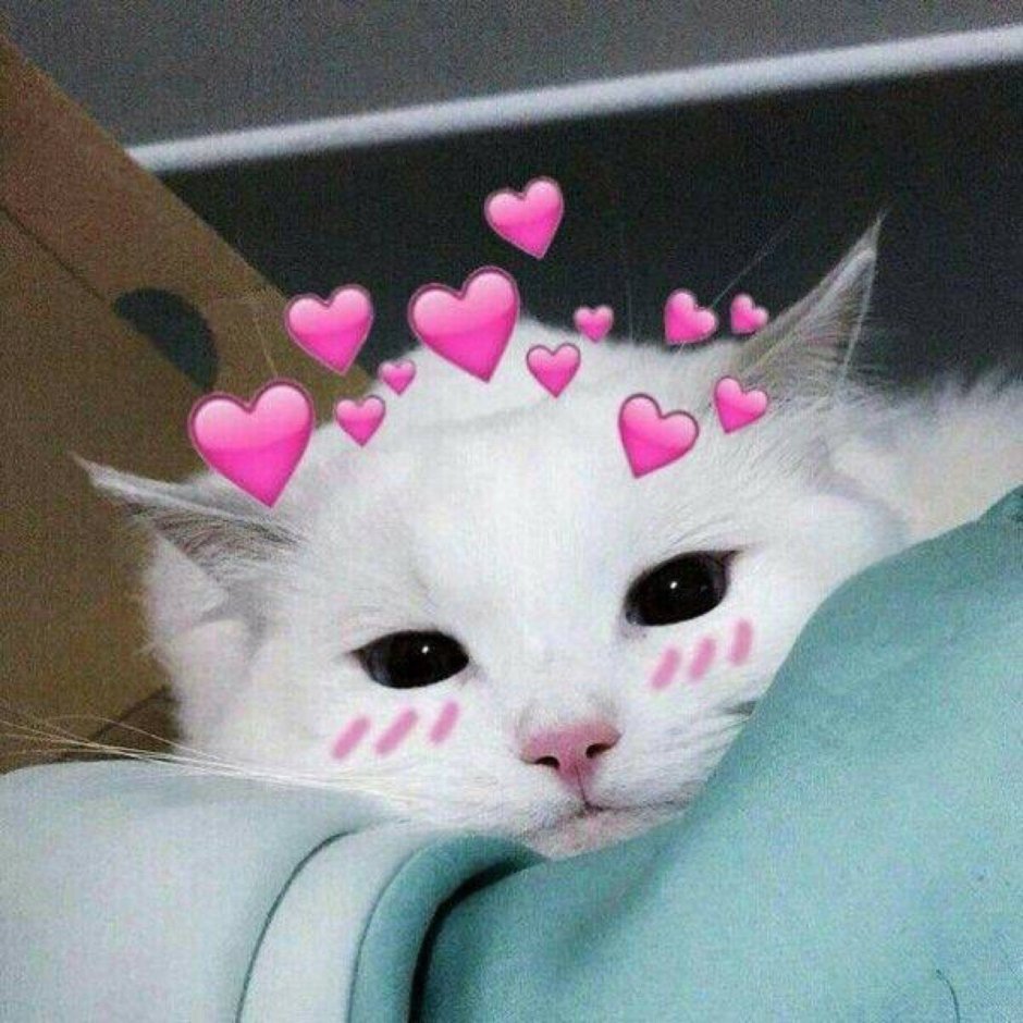 Двуликая кошка Венера