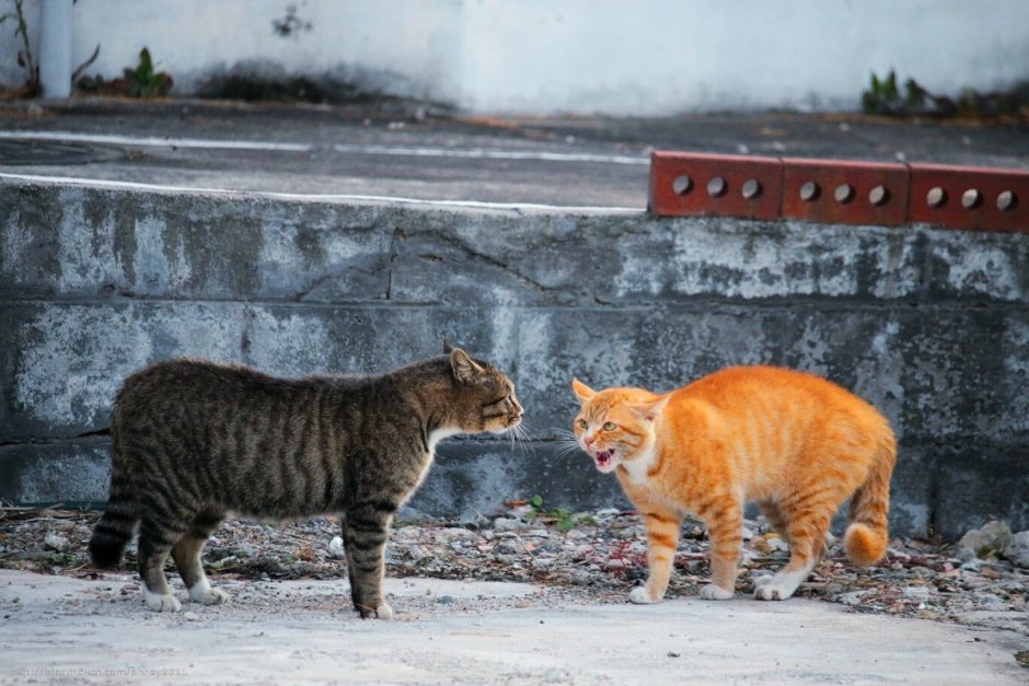 Уличный кот
