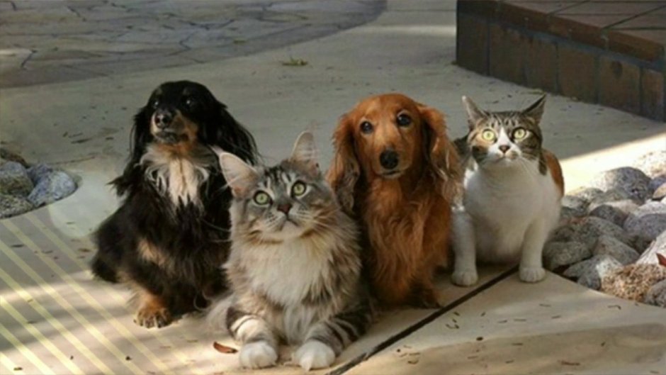 Кошки и собаки