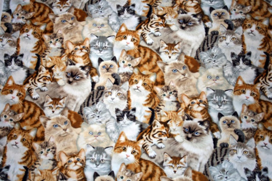 Очень много котят