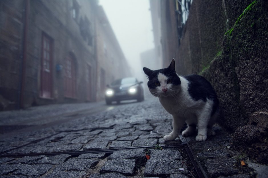 Коты на улице