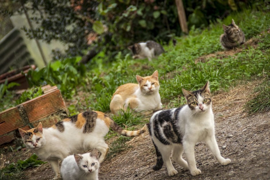 Уличные коты
