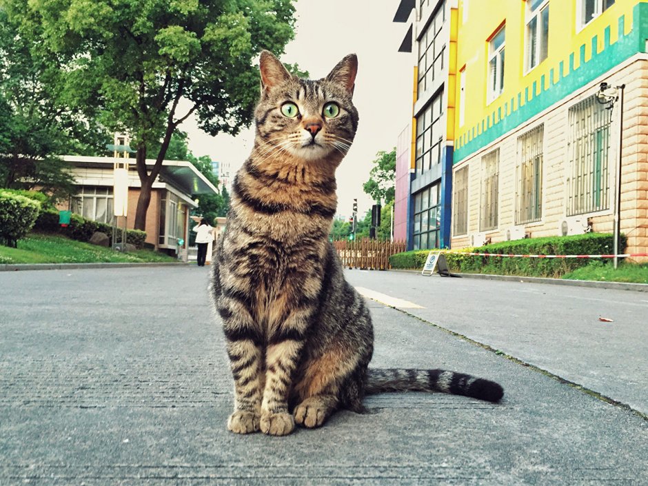 Кошка сидит на улице