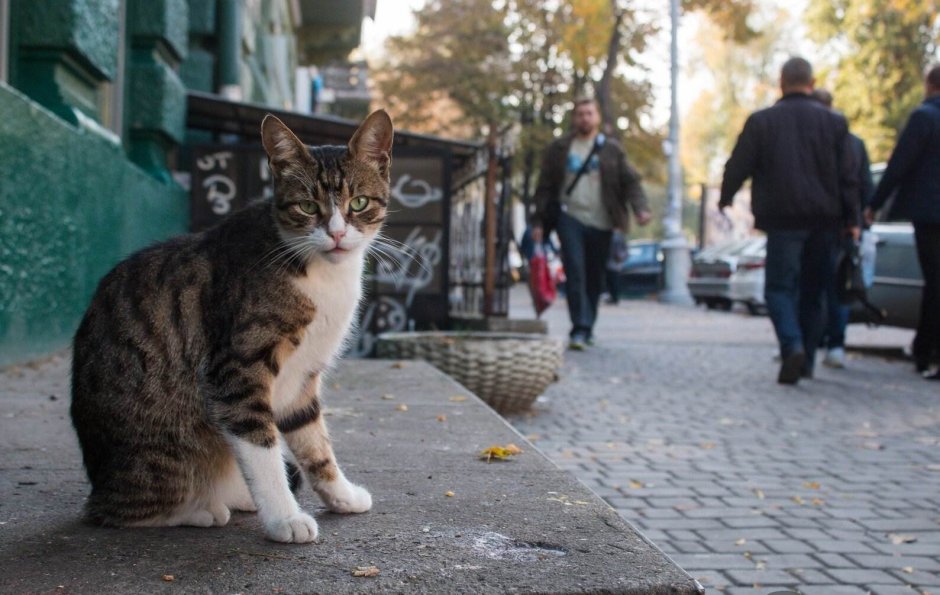 Бродячий кот
