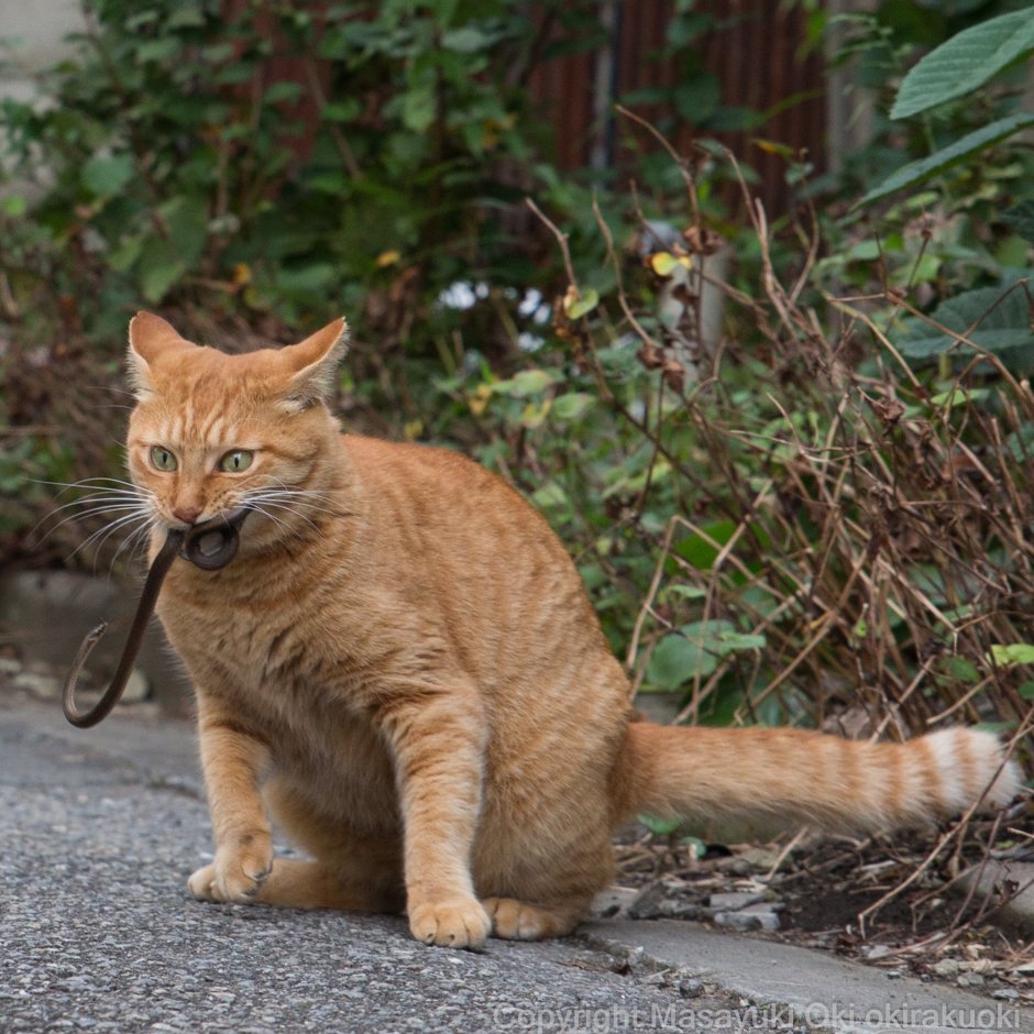 Уличные котики